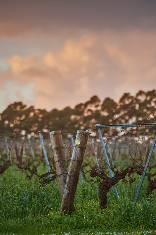 Collections Ray Jordan Wine